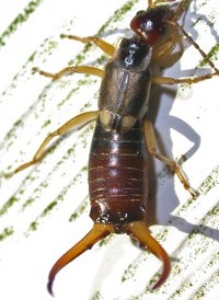 Forficula auriculata